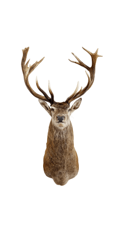 Deer head Large
